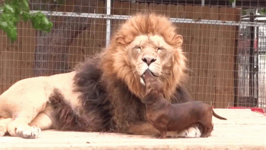 Lion And Dog Go Lions Friends GIF