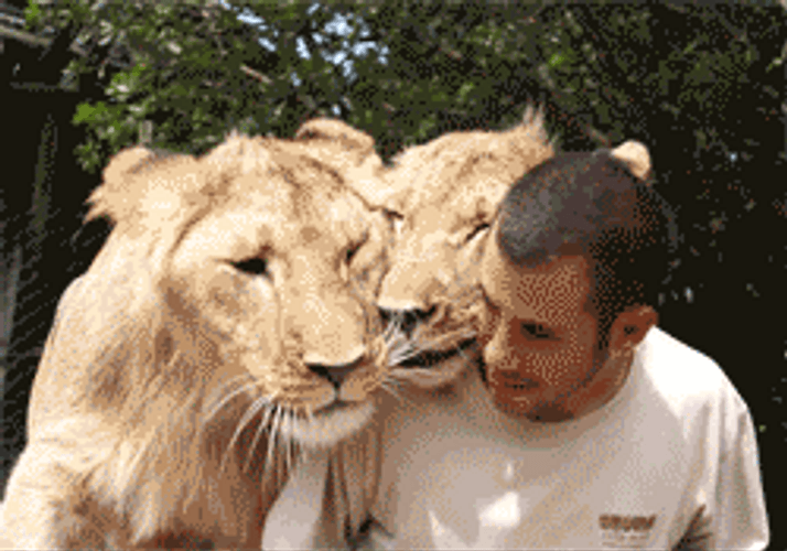 Lion And Human Friendship GIF