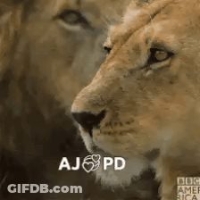 Lion And Lioness Face Each Other Aj Pd GIF
