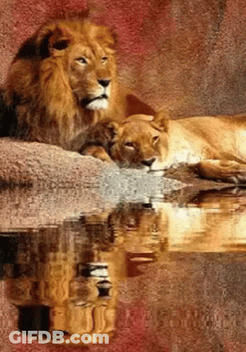 Lion And Lioness Laying On Rock With Reflection GIF