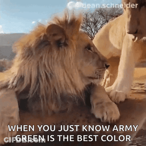 Lion And Lioness Looking At Each Other When You Just Know Army Green Is The Best Color GIF