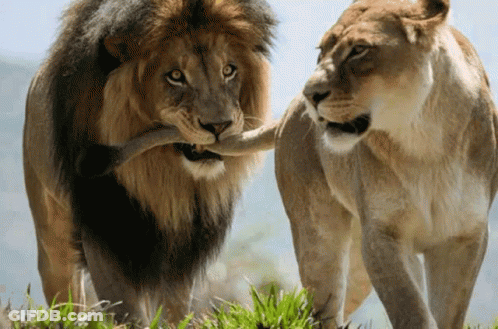 Lion And Lioness Standing In Grass GIF
