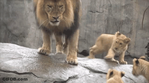 Lion And Two Cubs Standing On Rock GIF