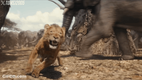 Lion Attacked By Elephant 2005 GIF