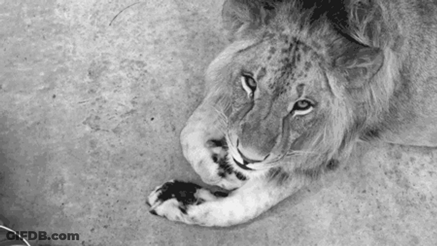 Lion Big Smile GIF