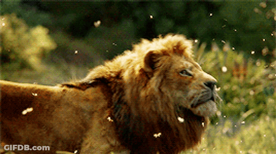 Lion Catching Butterflies GIF