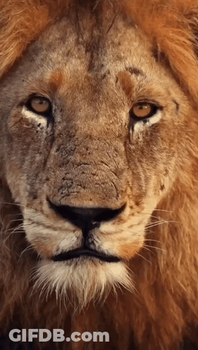 Lion Close Up Looking At Camera GIF