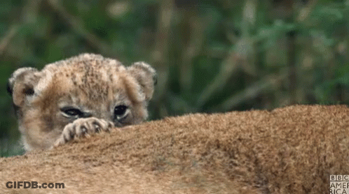 Lion Cub Close Up With BBC America GIF