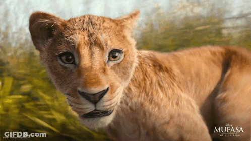 Lion Cub From Mufasa Looking At Camera GIF