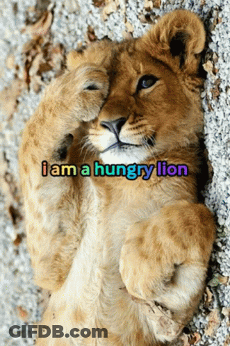 Lion Cub Laying On Back Saying I Am A Hungry Lion GIF
