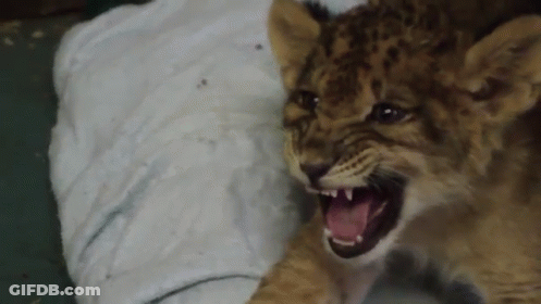 Lion Cub Laying On Towel With Tongue Out GIF