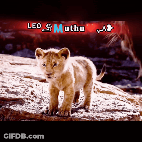 Lion Cub Leo Muthu GIF