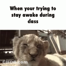 Lion Cub Lying Down Eyes Closed When Trying To Stay Awake During Class GIF