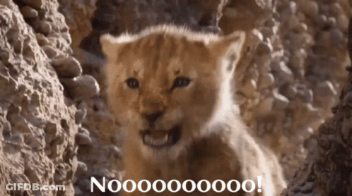Lion Cub Saying Nooo GIF