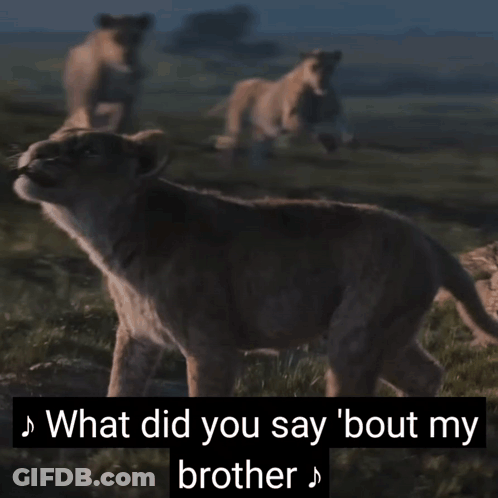 Lion Cub Walking In Field Says That's Not A Stray That's My Brother GIF