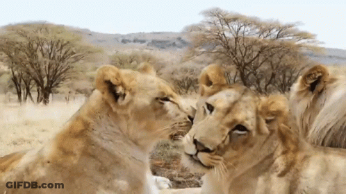 Lion Dean Schneider GIF