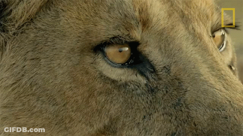 Lion Eye Close Up National Geographic Logo GIF