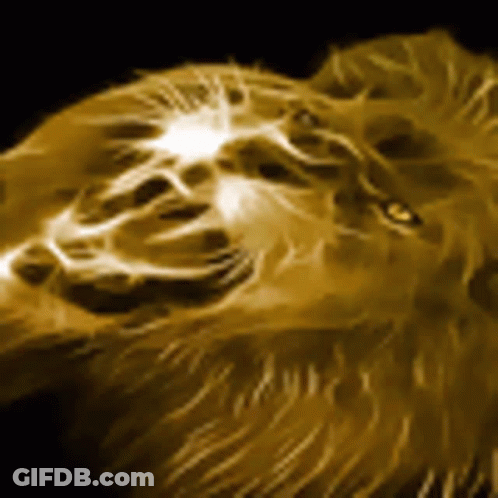 Lion Face Close Up Black Background GIF