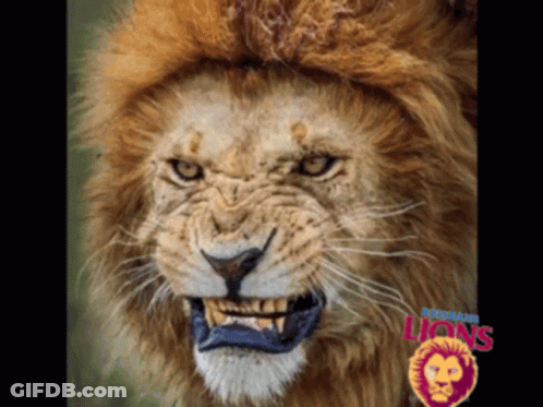 Lion Face With Word Lions GIF