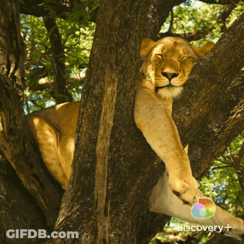 Lion Fell Asleep GIF