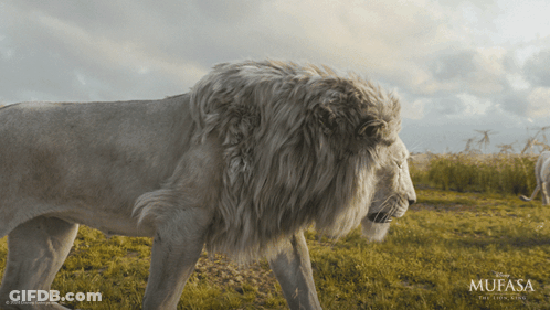Lion From Mufasa Movie GIF