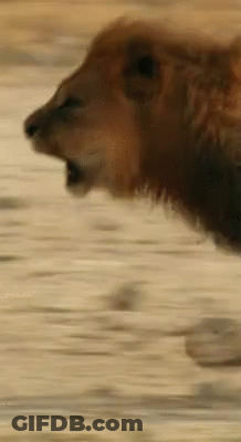 Lion Head With Mouth Open Blurry Background GIF