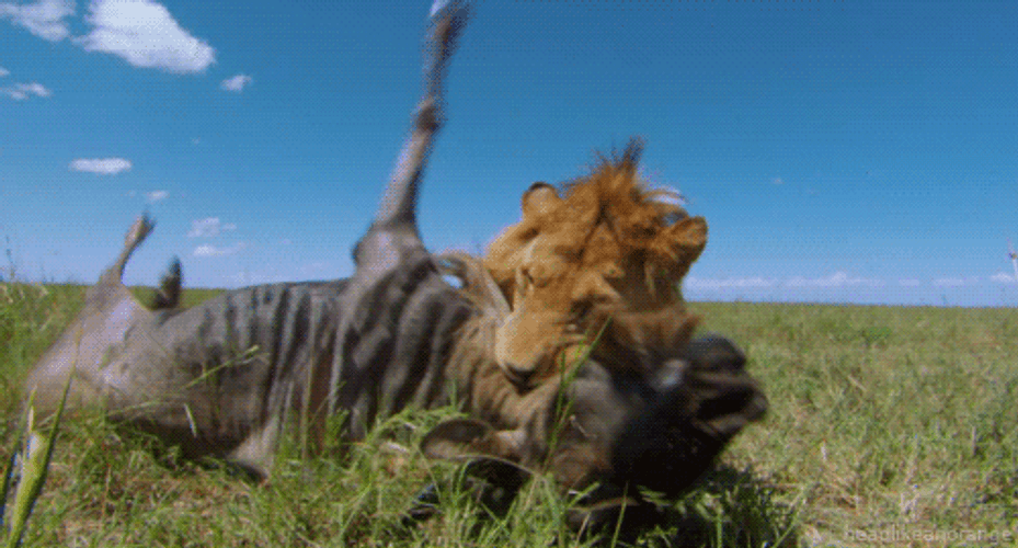 Lion Hickey Bite GIF