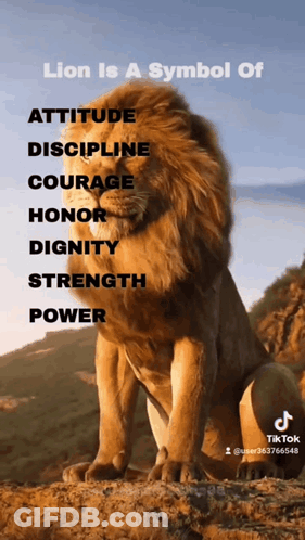 Lion Is A Symbol Of GIF