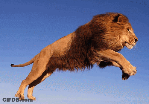 Lion Jumping With Paws Outstretched GIF