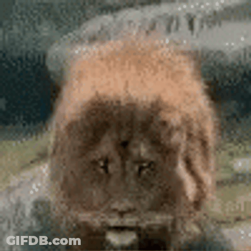 Lion King Attack GIF
