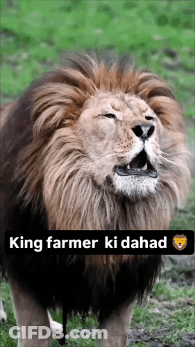 Lion King Farmer Ki Dahad GIF