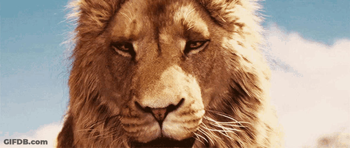 Lion King Leon GIF