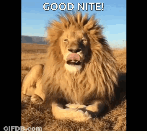 Lion Laying In Grass With Tongue Out Saying Good Nite GIF
