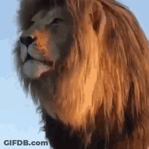 Lion Lazy Looks GIF