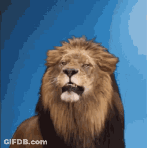 Lion Lazy Roar GIF