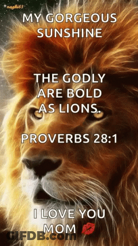 Lion My Gorgeous Sunshine The Godly Are Bold As Lions GIF