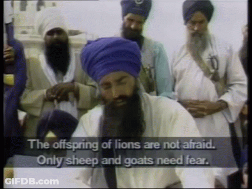 Lion Offspring Not Afraid, Only Sheep And Goats Fear GIF
