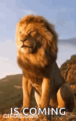 Lion On Hill Saying Is Coming GIF