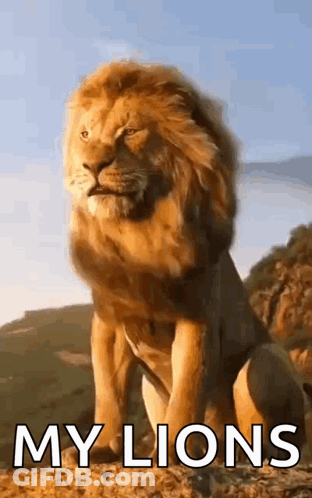 Lion On Hill Saying My Lions GIF