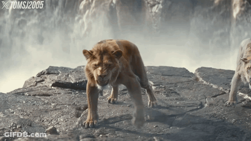 Lion On Rocky Cliff Xtomsj2005 GIF