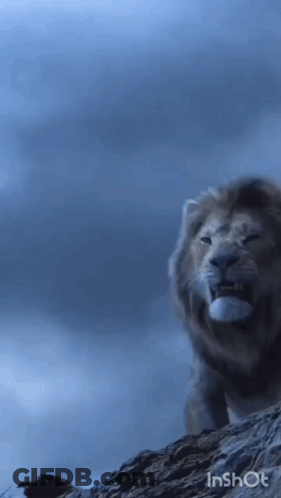 Lion On Rocky Hill Blue Sky GIF