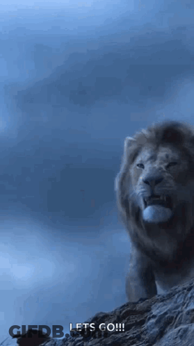 Lion On Rocky Hill Saying Let's Go GIF