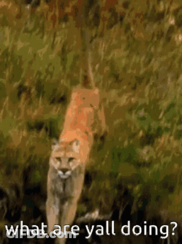 Lion Painting With What Are Yall Doing GIF