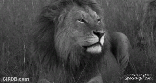 Lion Roar GIF