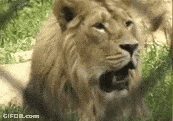 Lion Roar Yawn GIF