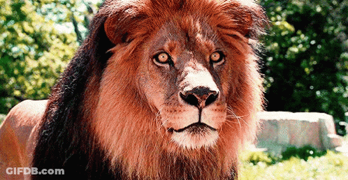 Lion's Face Close Up GIF
