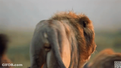 Lion's Tail With BBC America Logo GIF