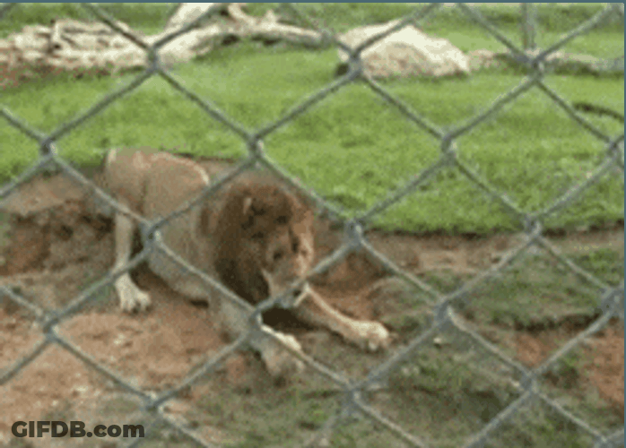Lion Sand Scratching GIF