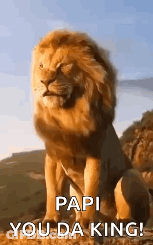 Lion Sitting On Hill Saying Papi You Da King GIF