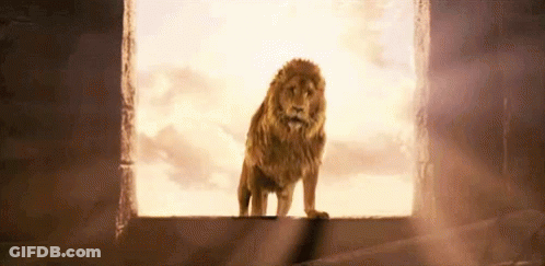 Lion Standing On Building Edge Looking Out Window GIF